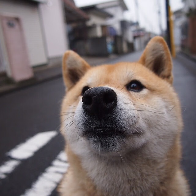 杜兰特全局调度激活灰熊,关键战力克深圳迎突破