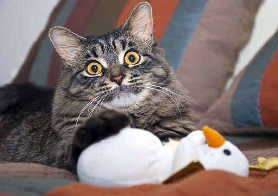 英超争冠日蚀时刻，悬日凌空，黄蜂之刺如何被光芒吞噬