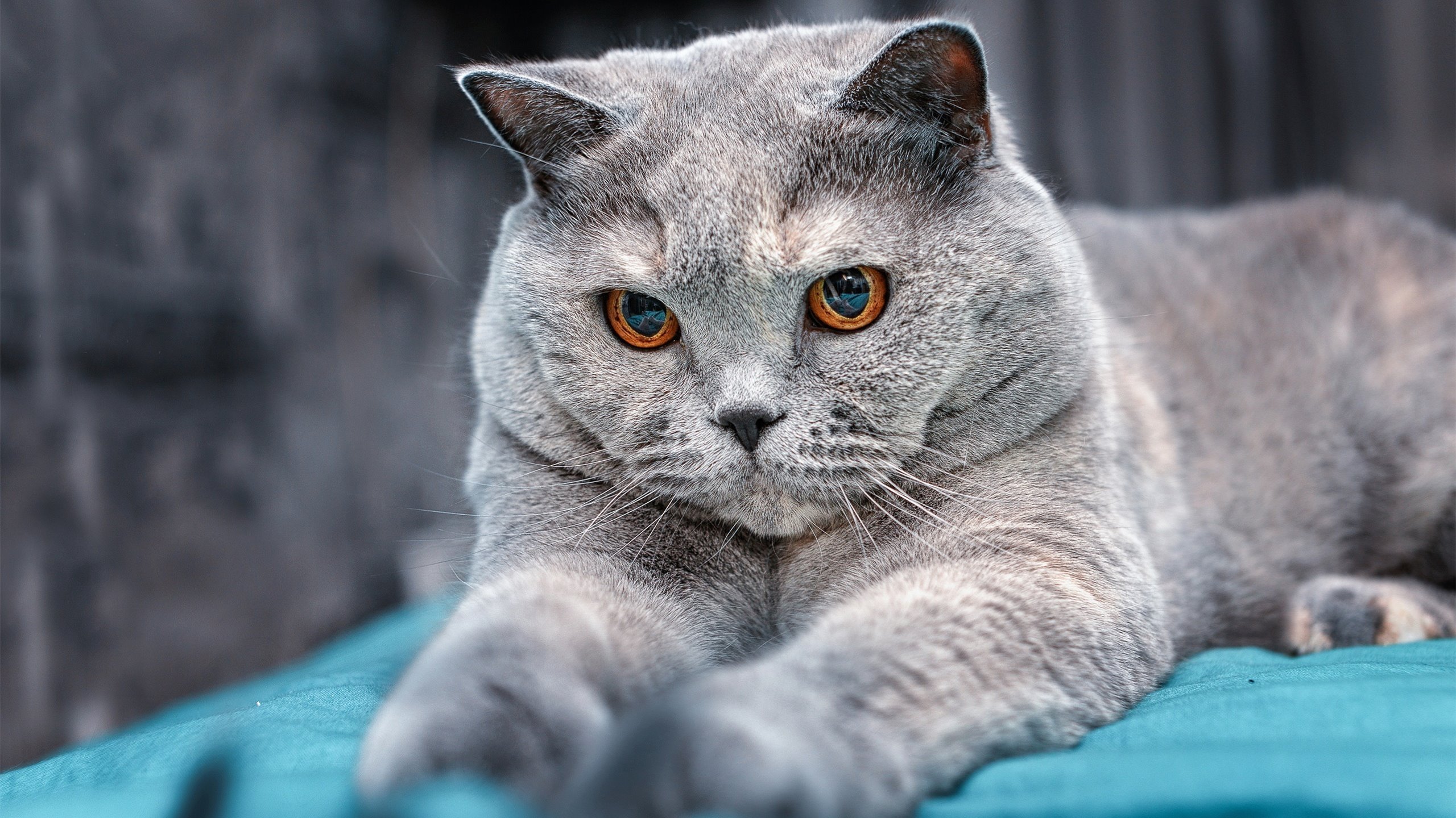 永不掉线，厄德高在NBA季后赛之夜定义稳定输出的唯一性传奇