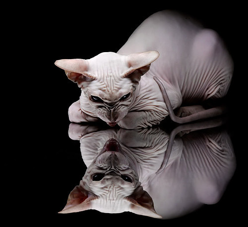 门神与逆转的夜晚,当库尔图瓦扼住命运的咽喉