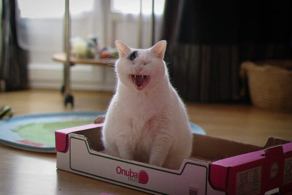 新生代的全面接管,当篮球的爵士掀翻老鹰,赛车的爱德华兹统治街道