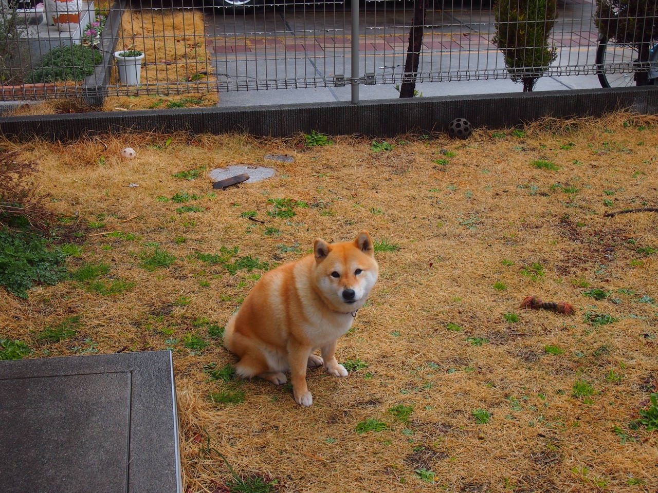 跨界征服者,当拜仁飞翼萨内在NBA季后赛的硬木地板上接管比赛