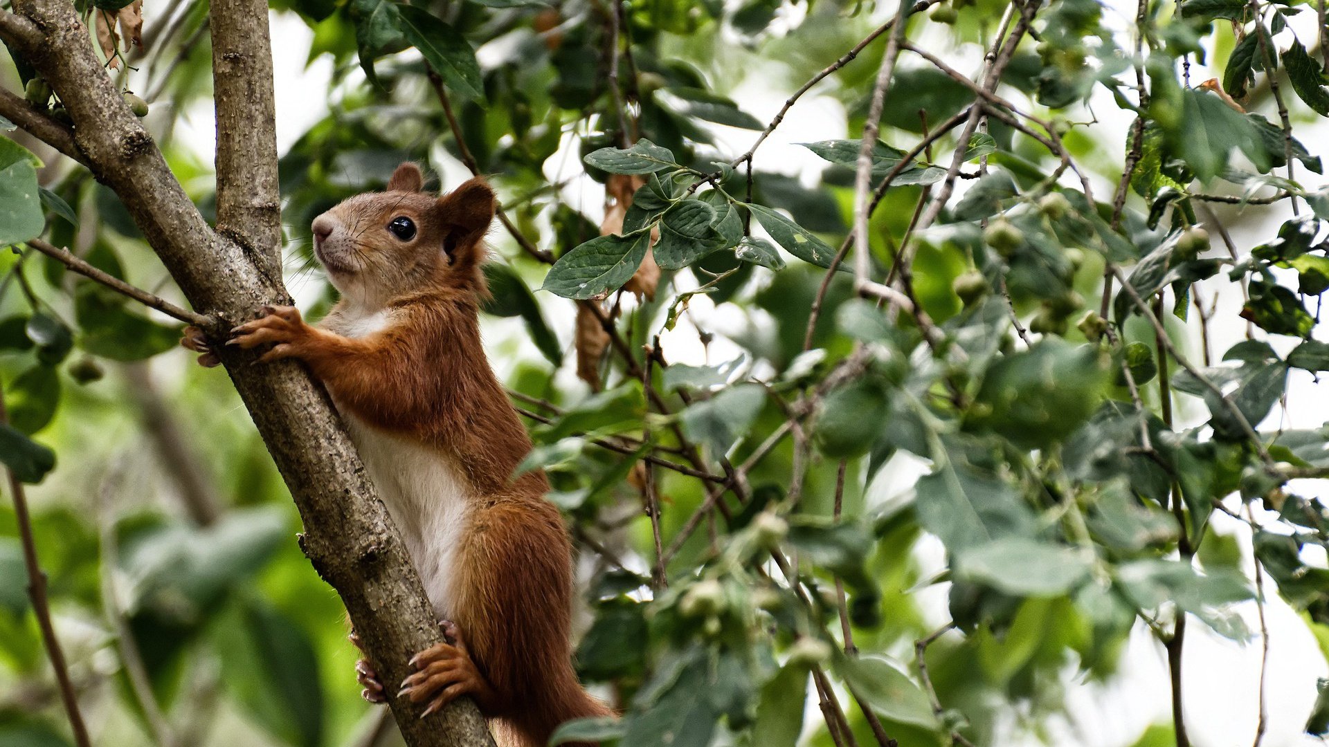 唯一性的证明，当曼联在美国遇到格纳布里，他如何用压力完成自我救赎