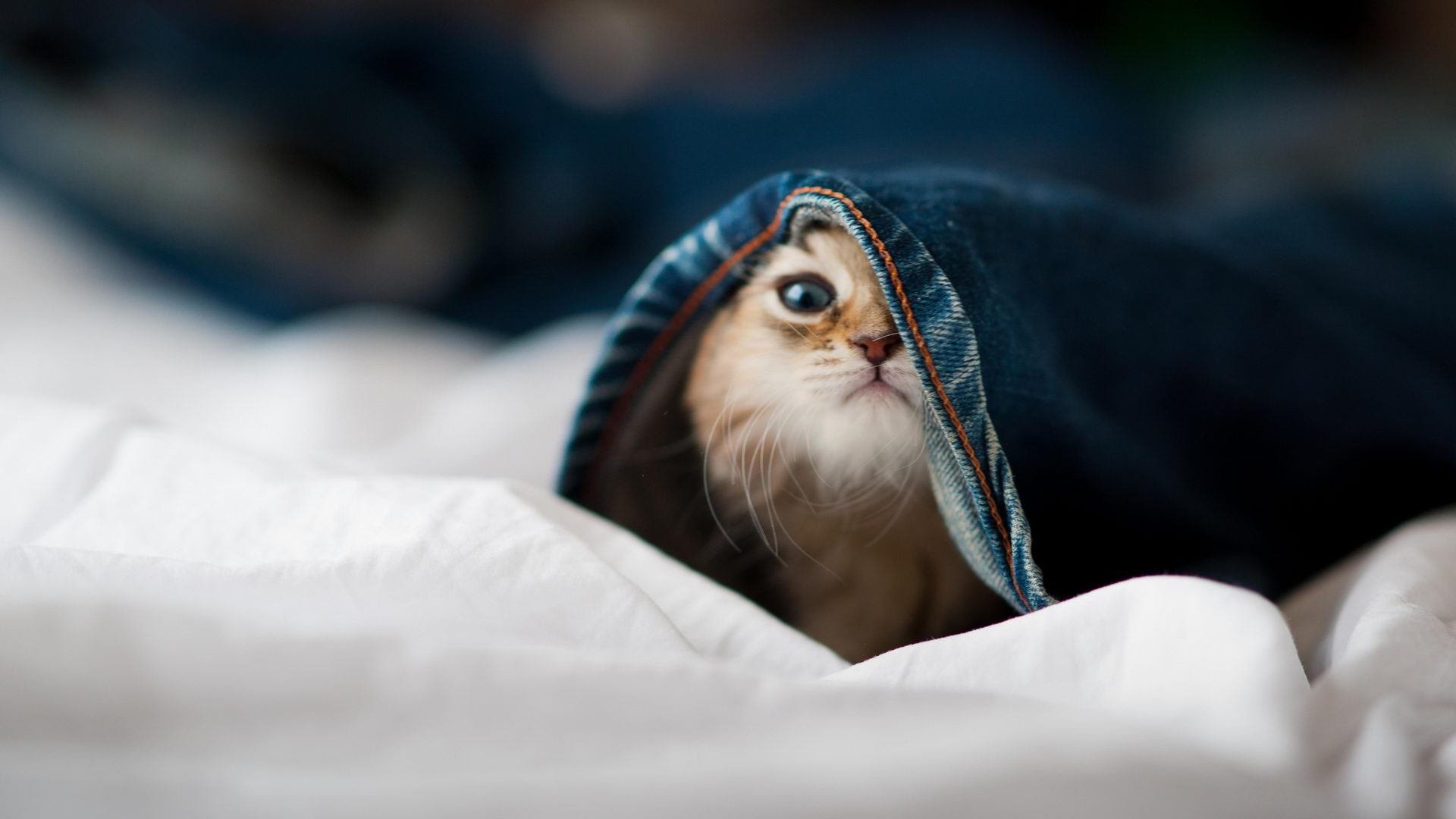 东方巨人降服快船，布克力证巨星成色，一场跨越篮球文化的征服之战