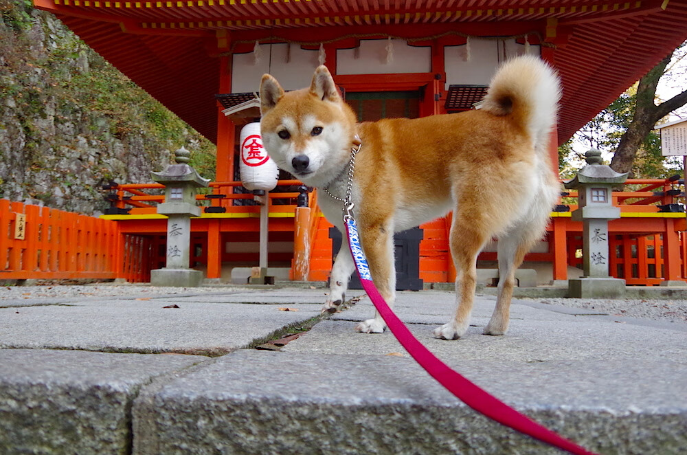 绿茵双响炮，弗拉霍维奇爆发助尤文告捷，尼日利亚生死战逆转冰岛续写传奇